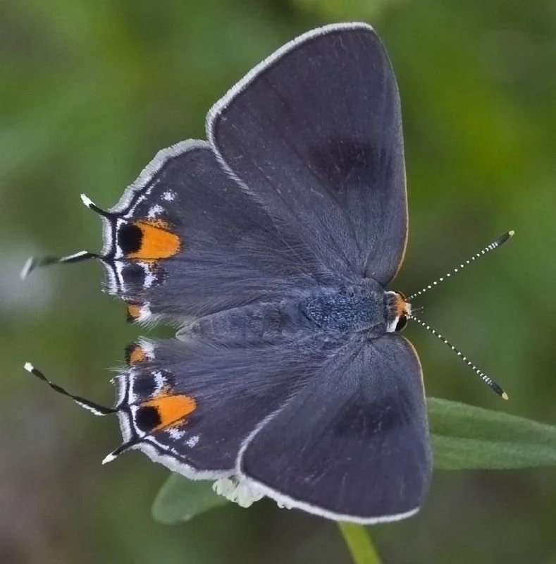 Grey Hairstreak Butterfly