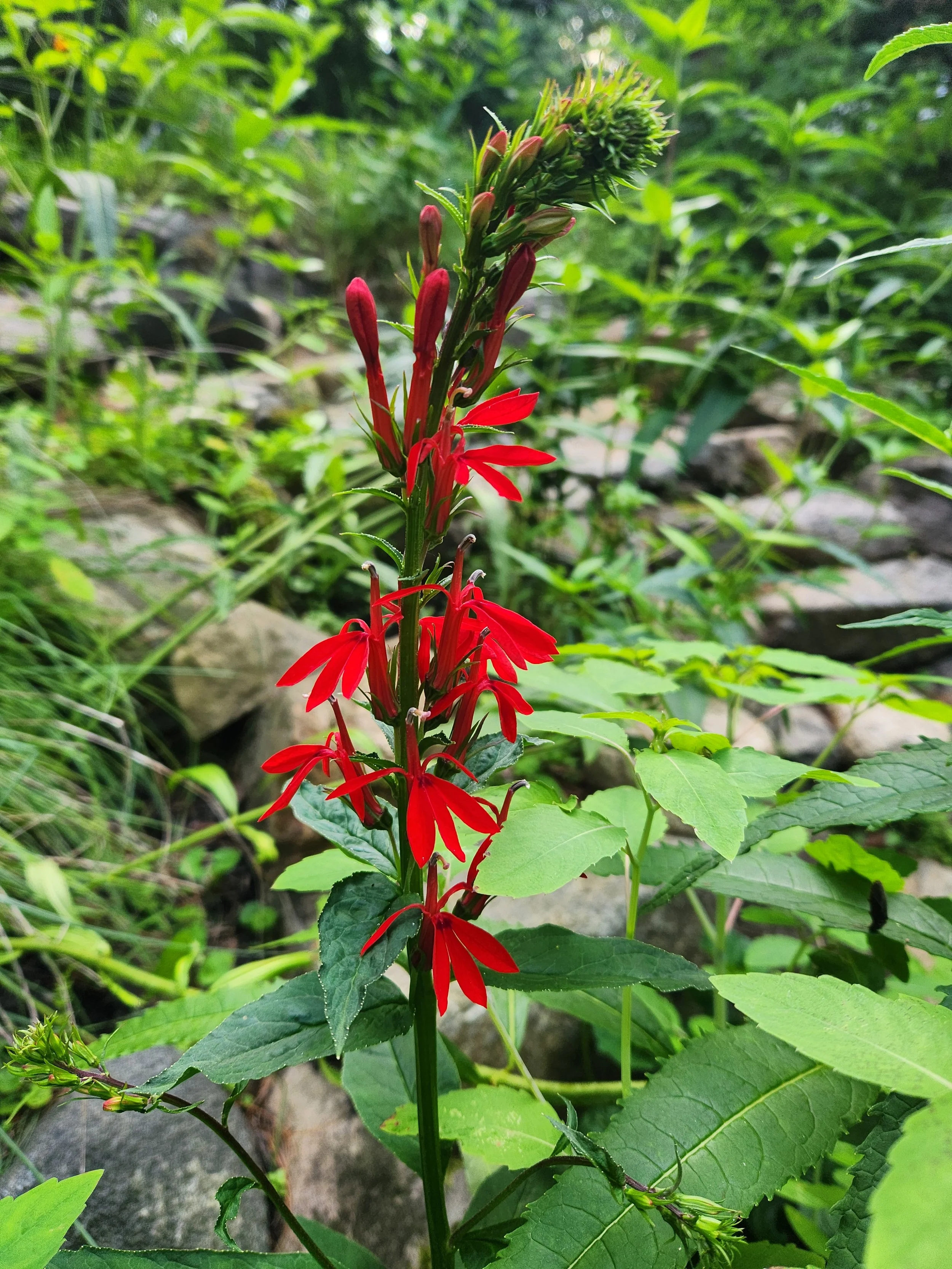 Cardinal Flower