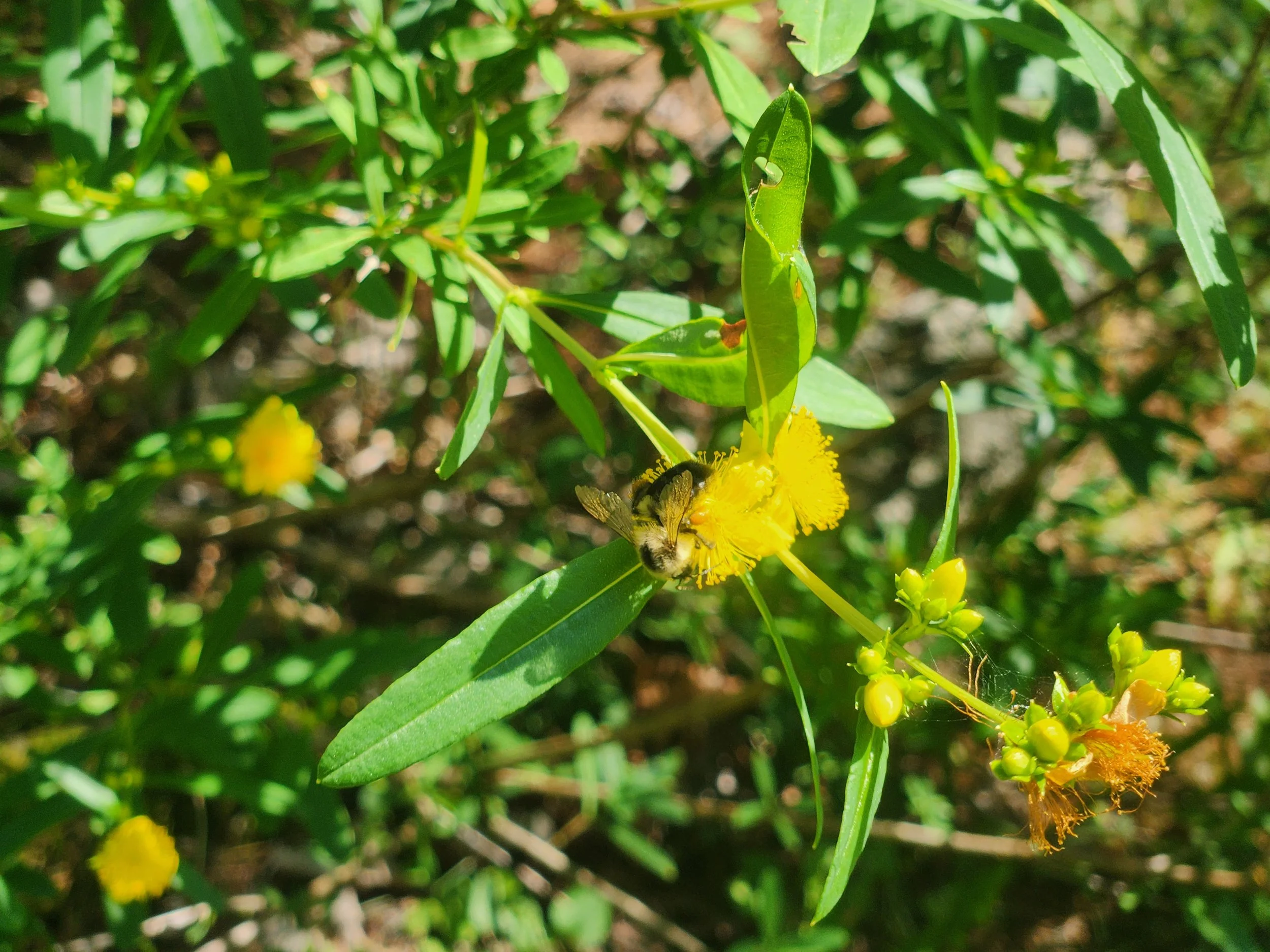 Shrubby St. John's Wort