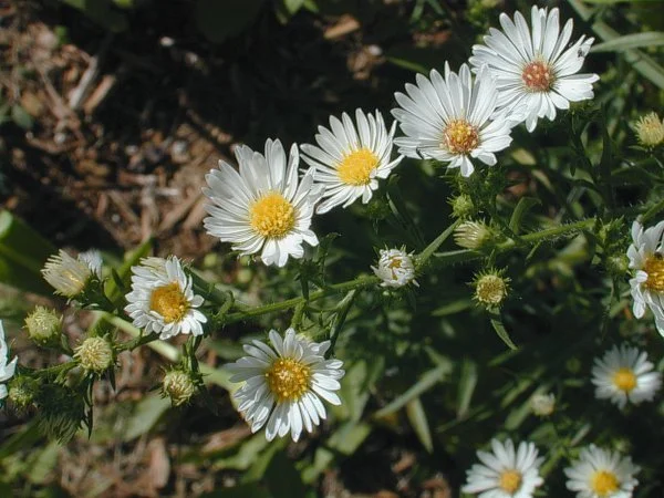 Frost Aster
