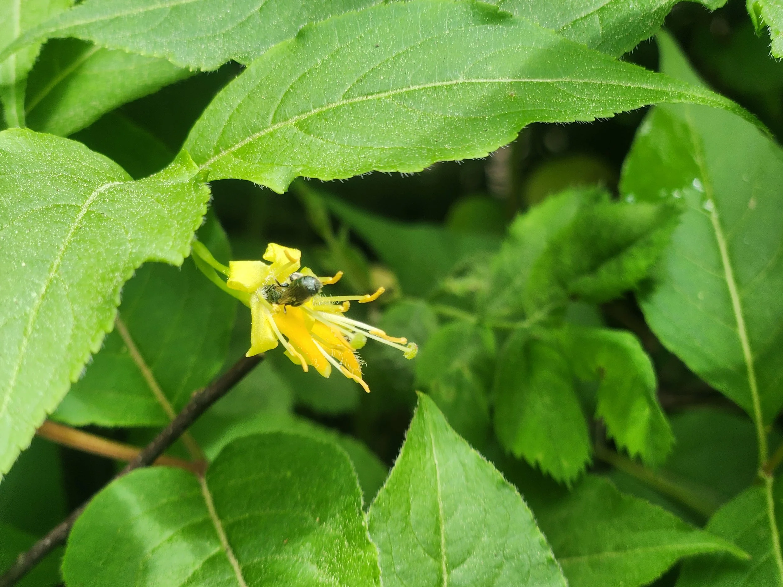 Northern Bush Honeysuckle