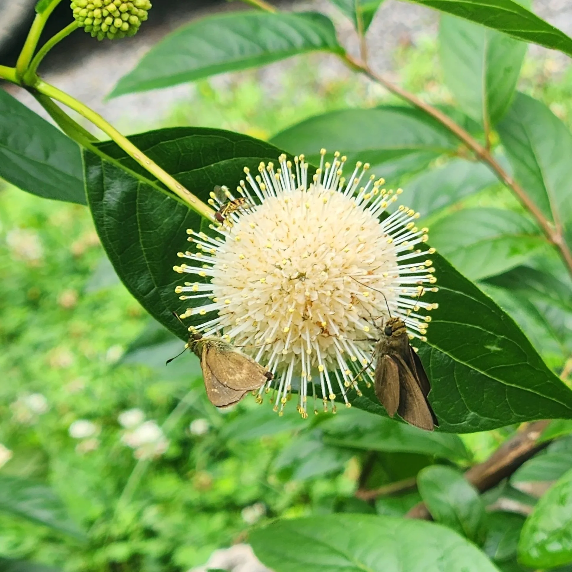 Buttonbush