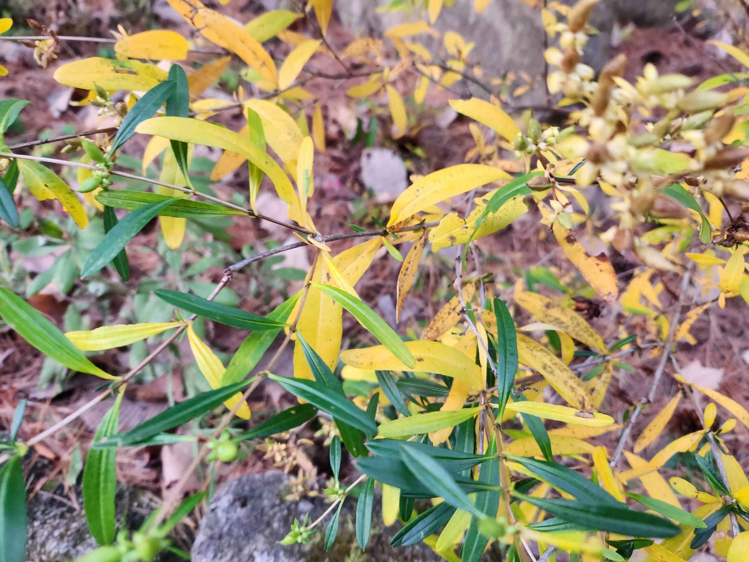 Shrubby St. John's Wort