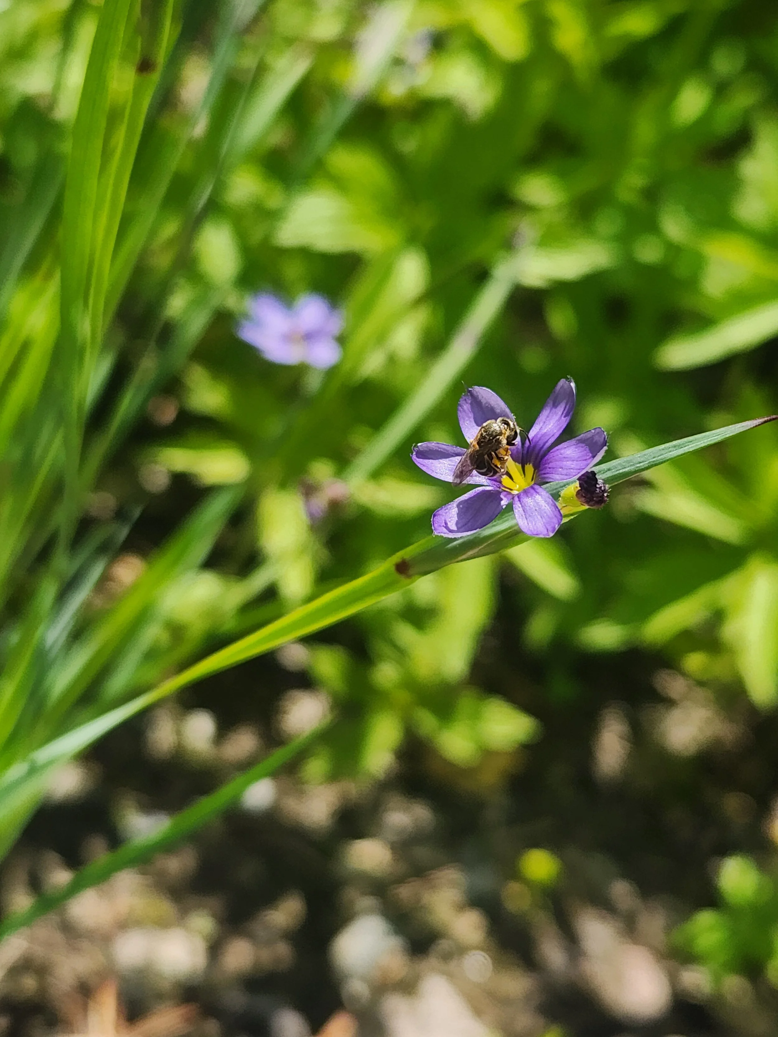Common Blue Eyed Grass