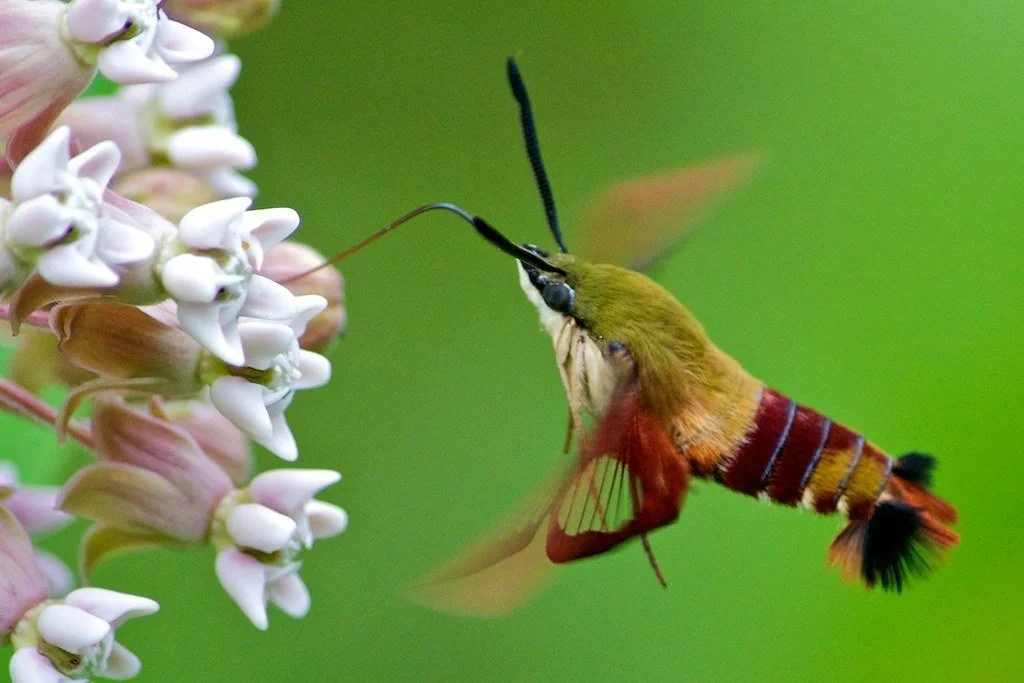 Hummingbird Clearwing Moth - iNaturalist