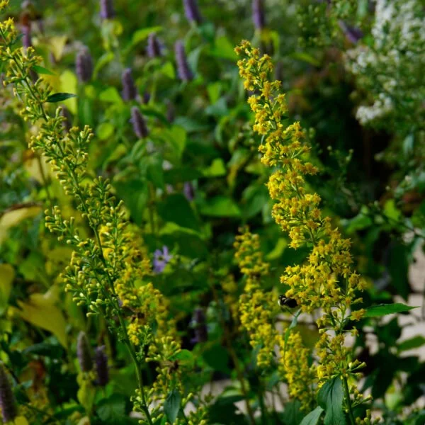 Zig Zag Goldenrod