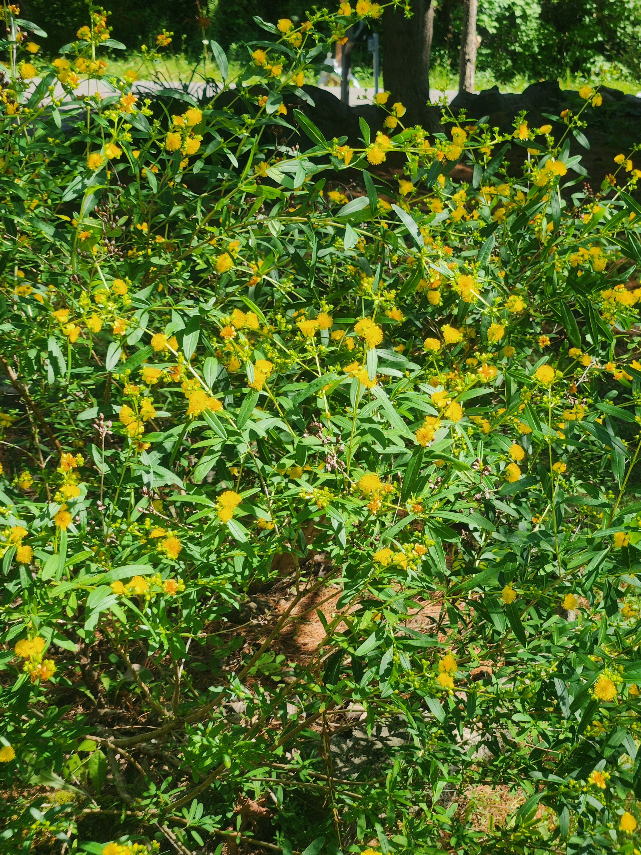 Shrubby St. John's Wort