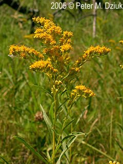 Early Goldenrod