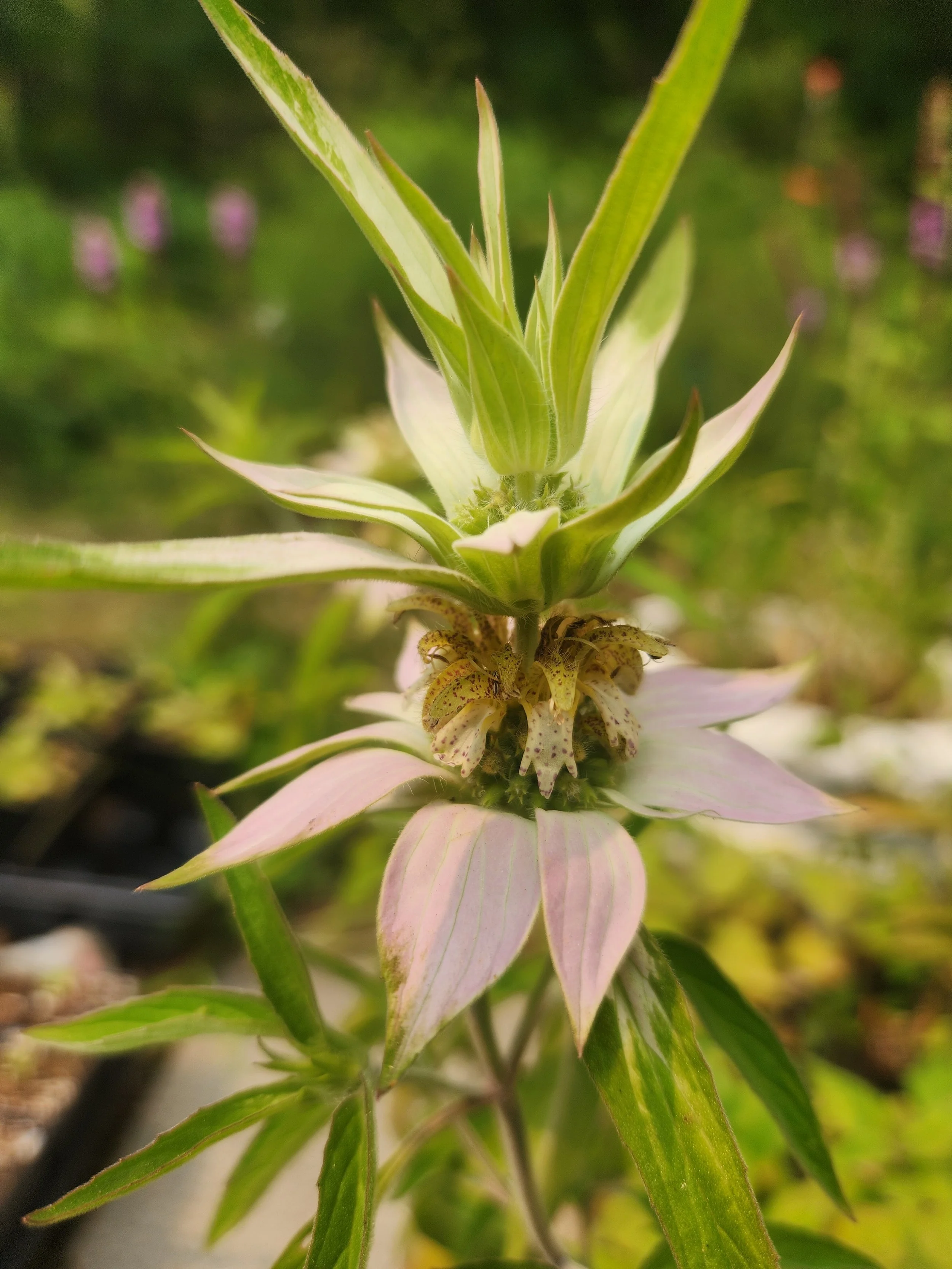 Spotted Beebalm