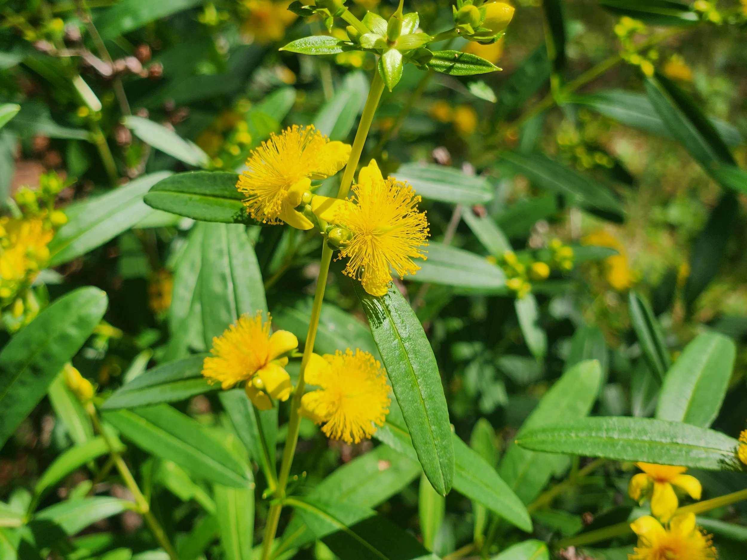 Shrubby St. John"s Wort