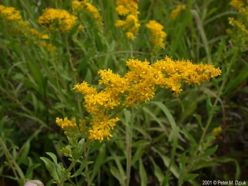 Grey Goldenrod