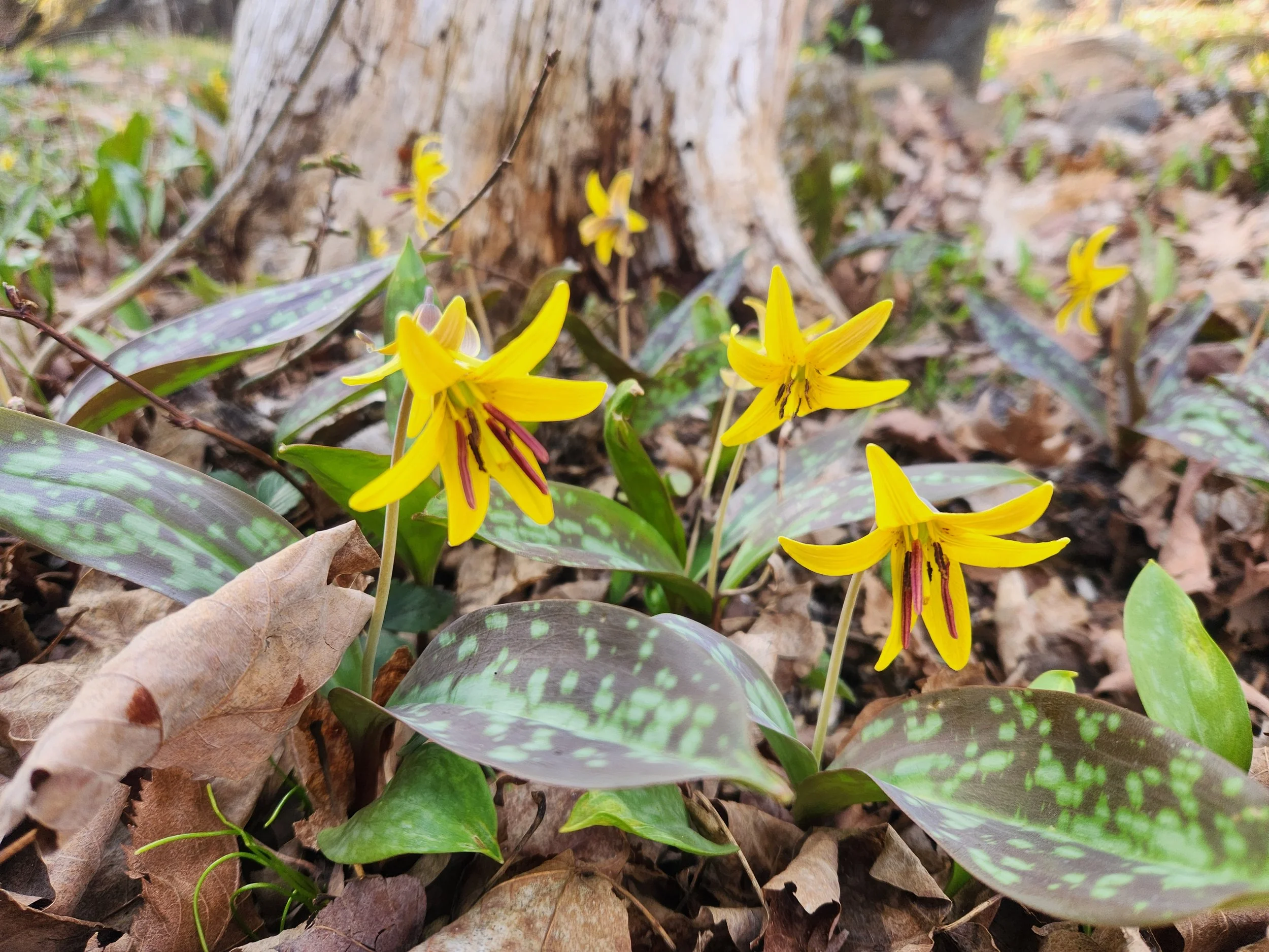 Trout Lily