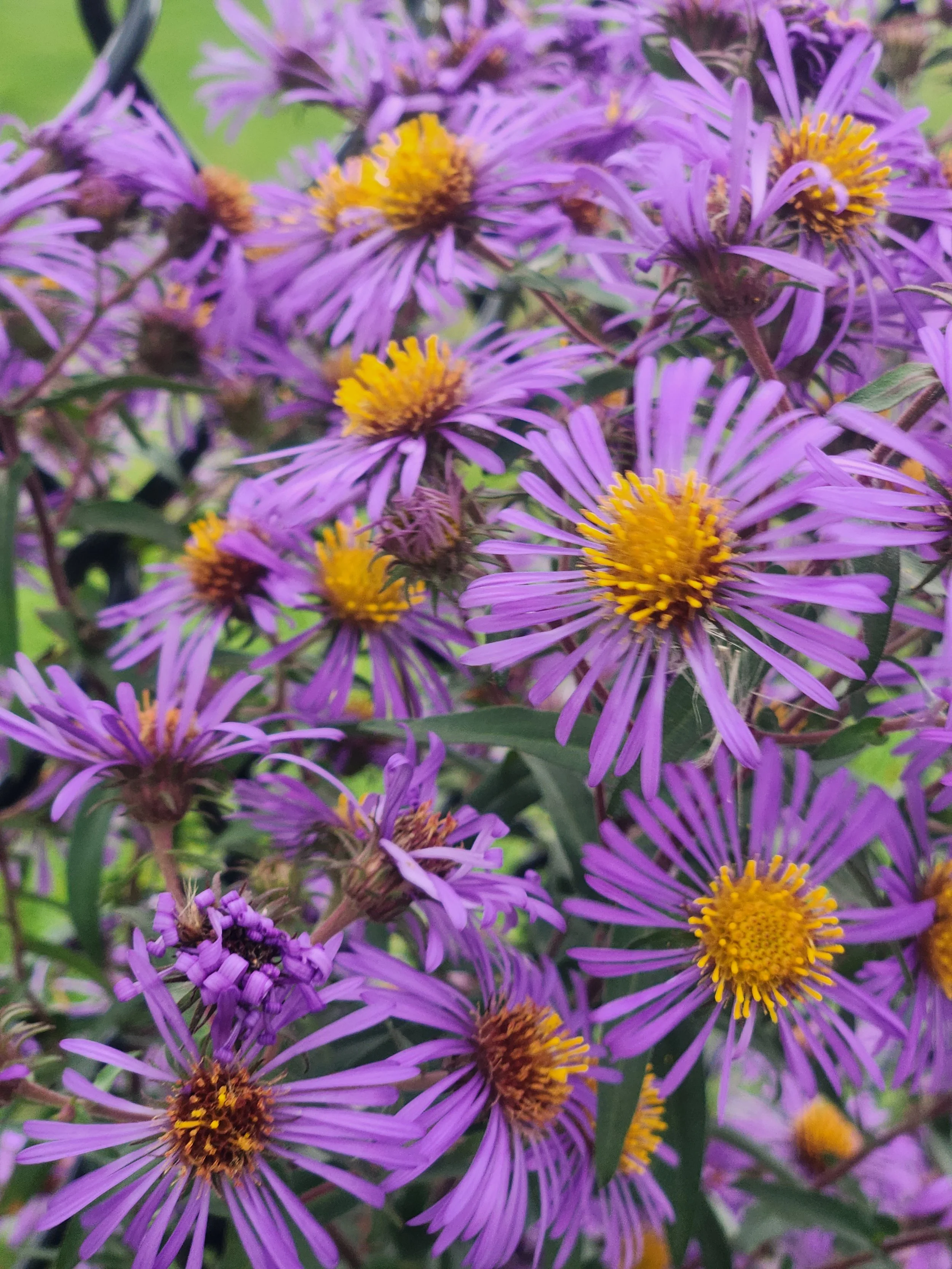 New England Aster