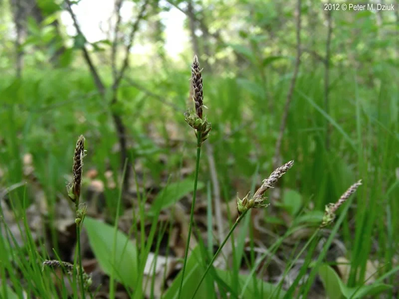 Pennsylvania Sedge - Minnesota Wildflowers