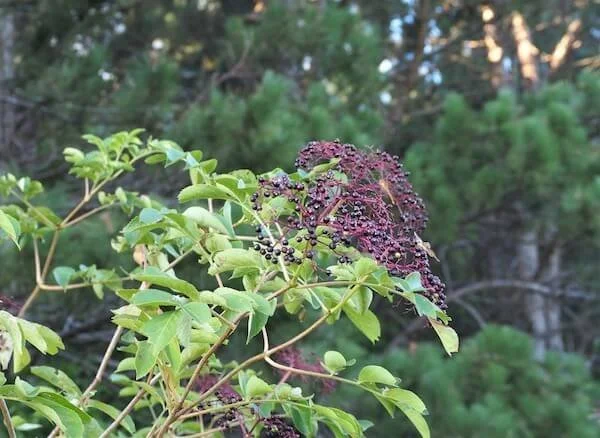 Elderberry