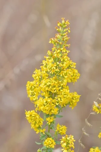 Showy Goldenrod