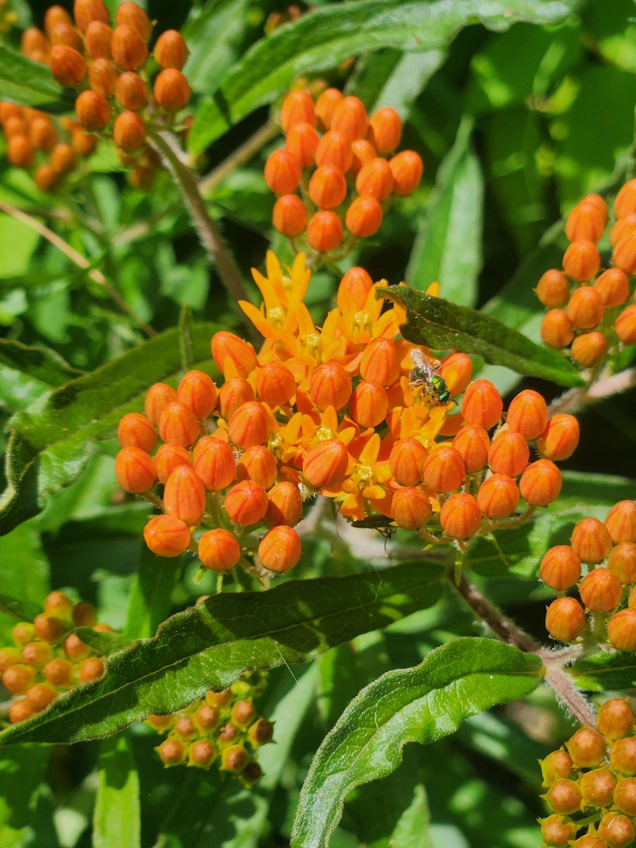 Butterfly Milkweed