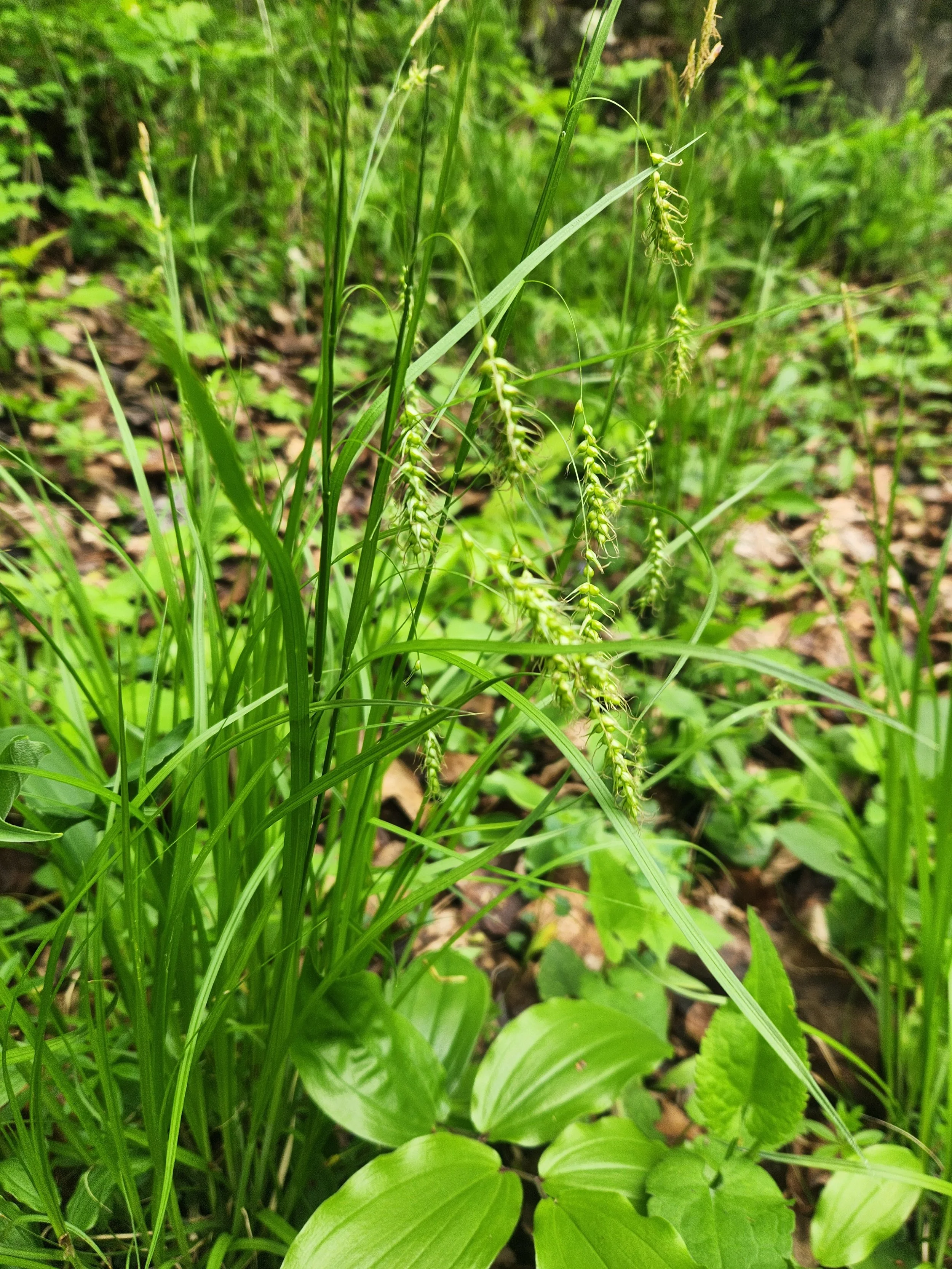 Long-Beaked Sedge
