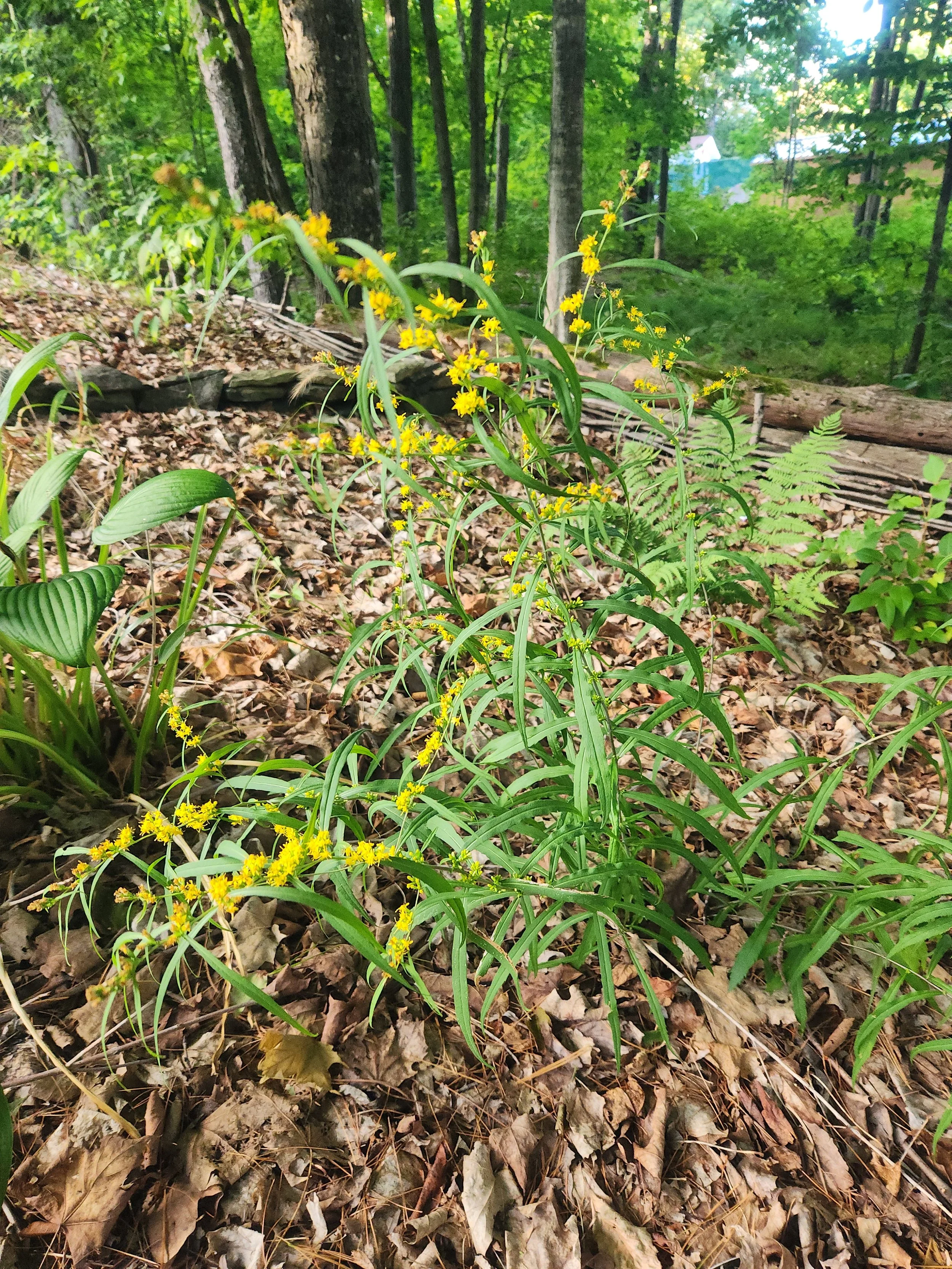 Blue Stemmed Goldenrod