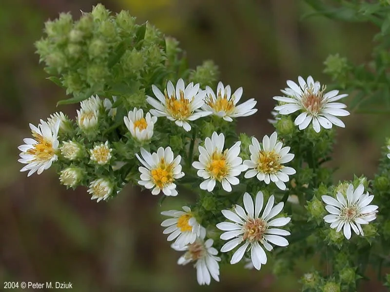Heath Aster