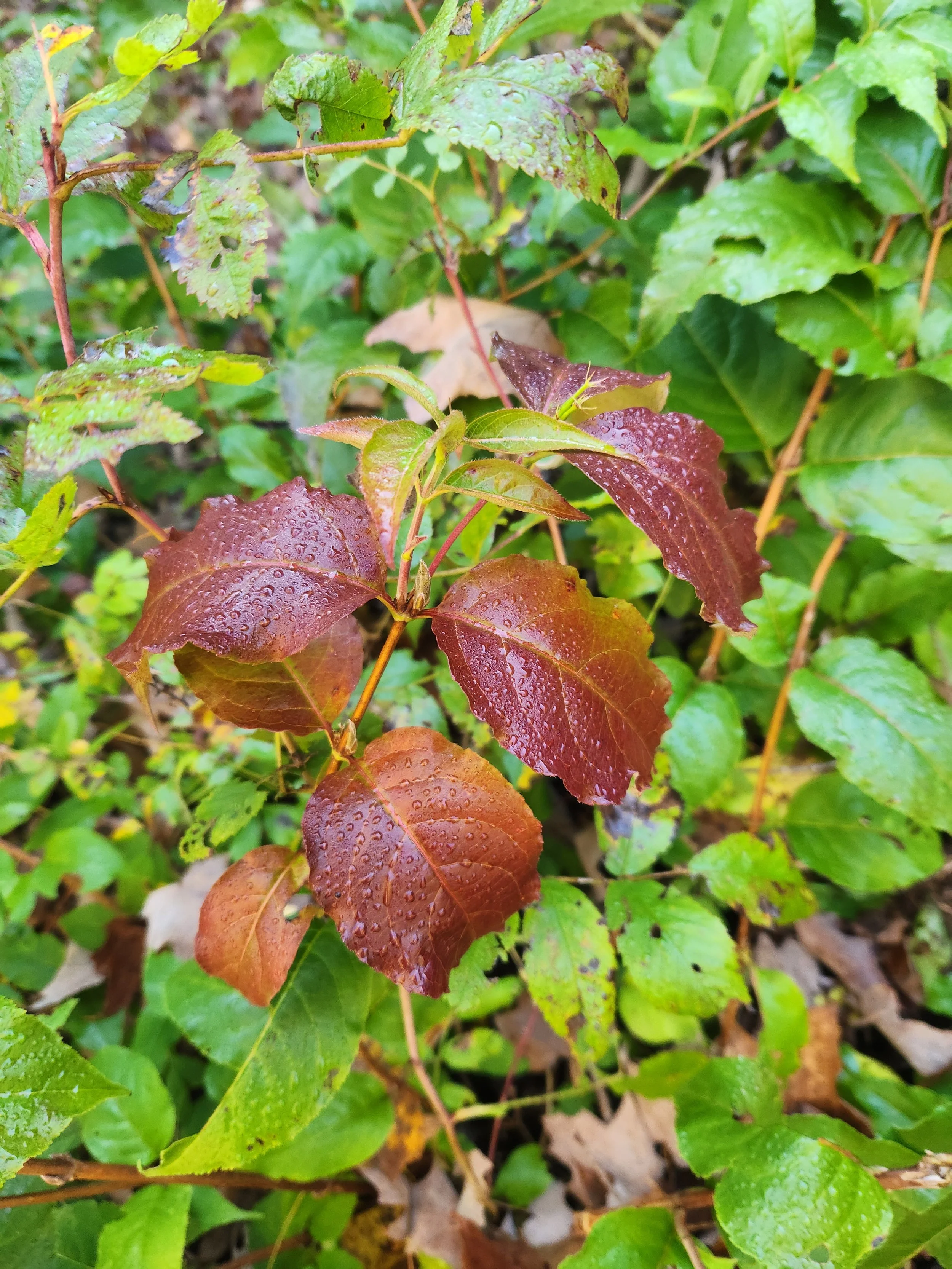 Northern Bush Honeysuckle