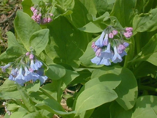Virginia Bluebells