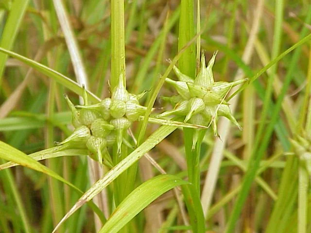 Morning Star Sedge - Wikipedia