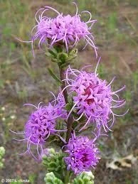 Button Blazing Star