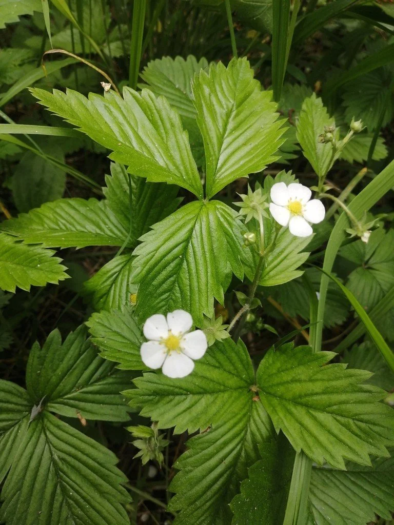 Woodland Strawberry