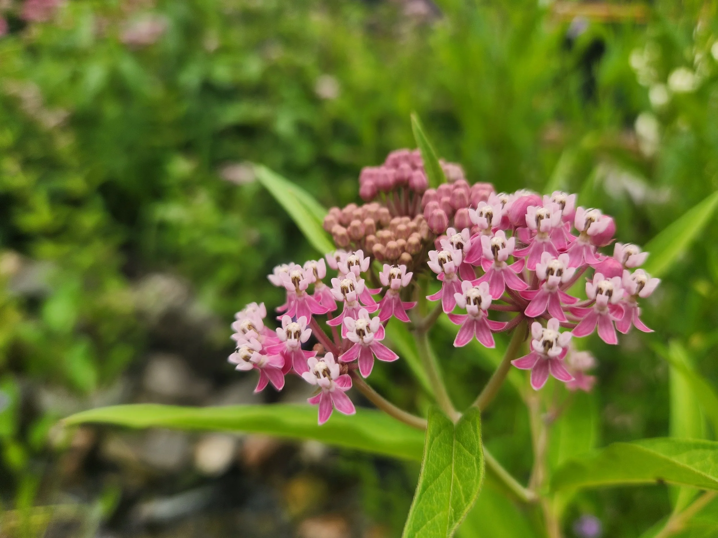 Rose Milkweed