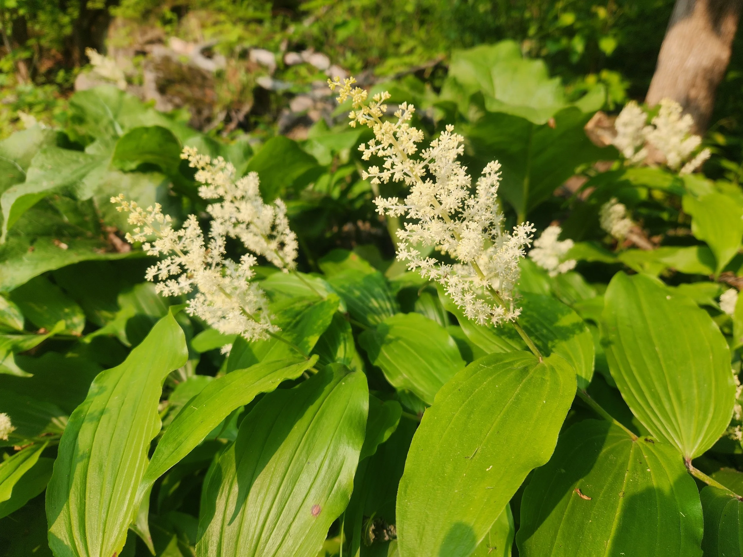 False Solomon's Seal