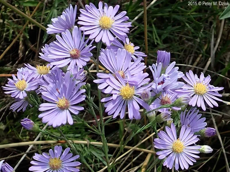 Smooth Blue Aster