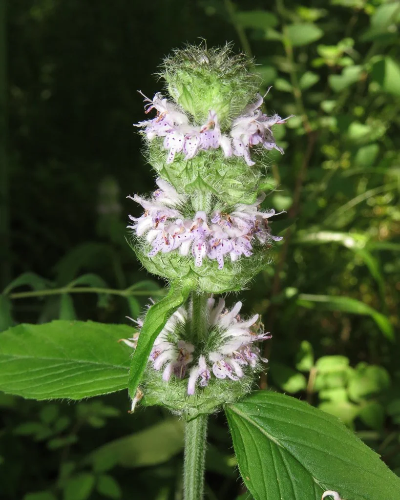 Hairy Wood Mint