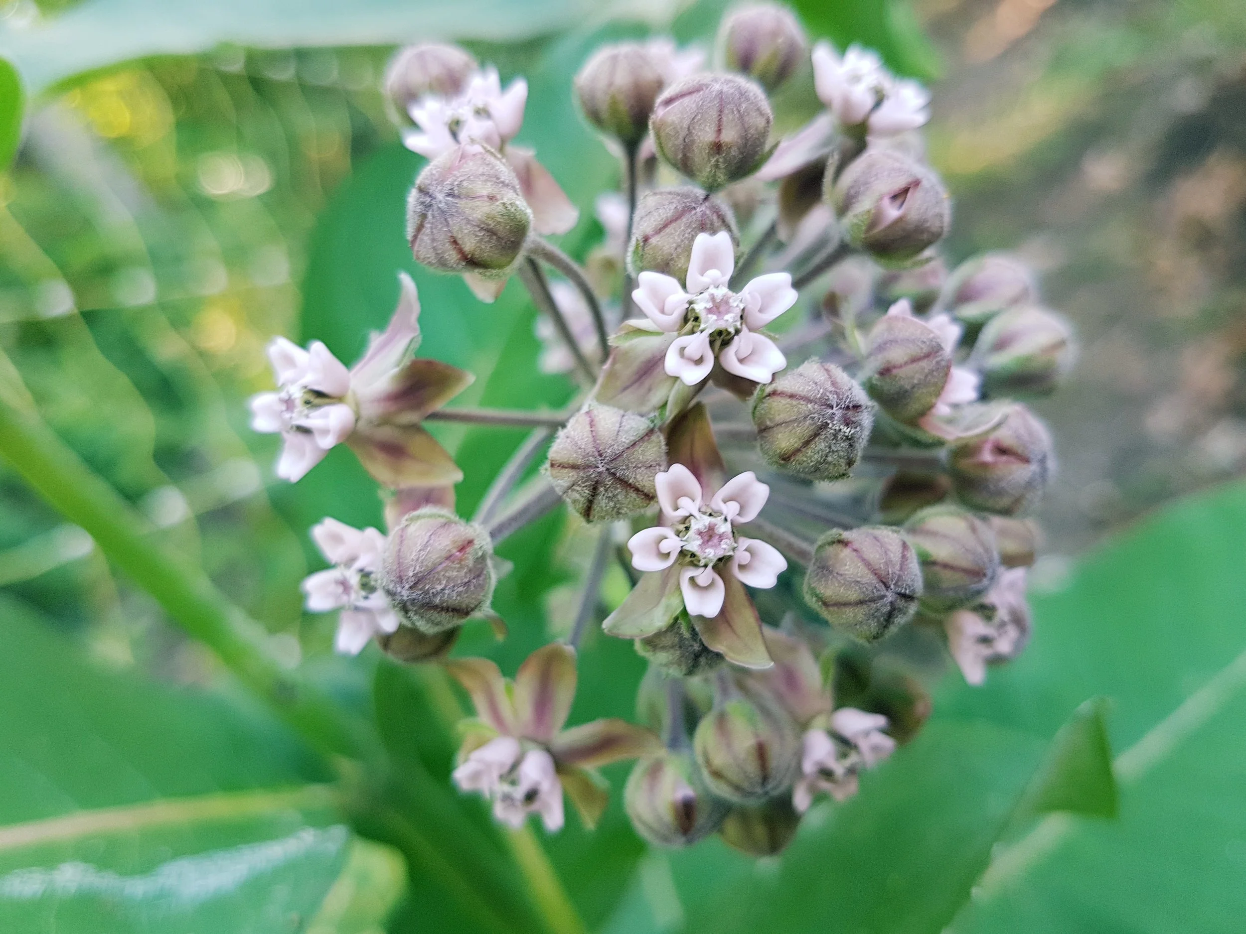 Common Milkweed