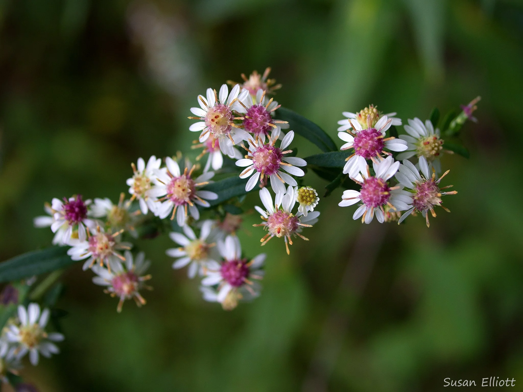 Calico Aster