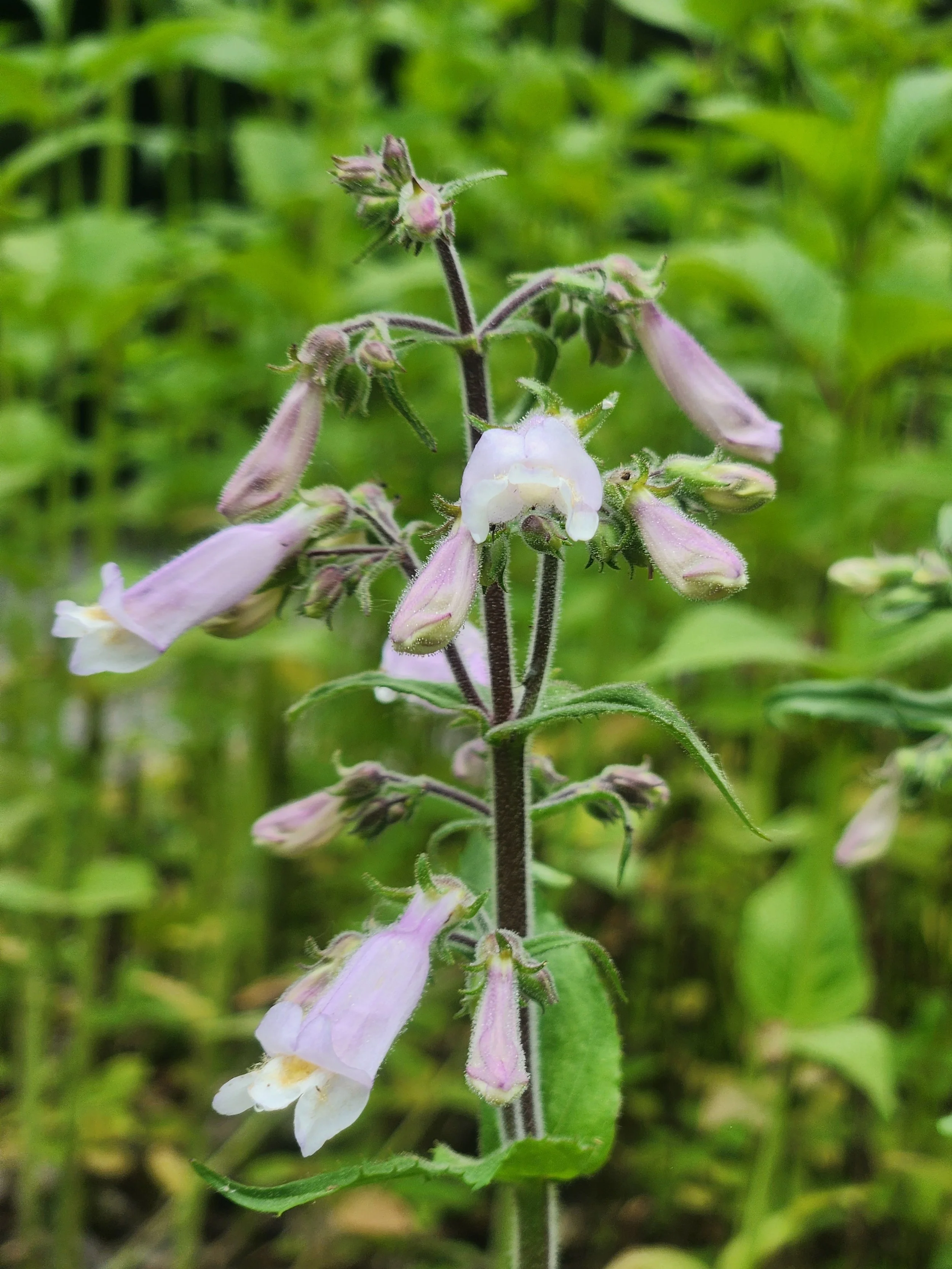Hairy Beardtongue