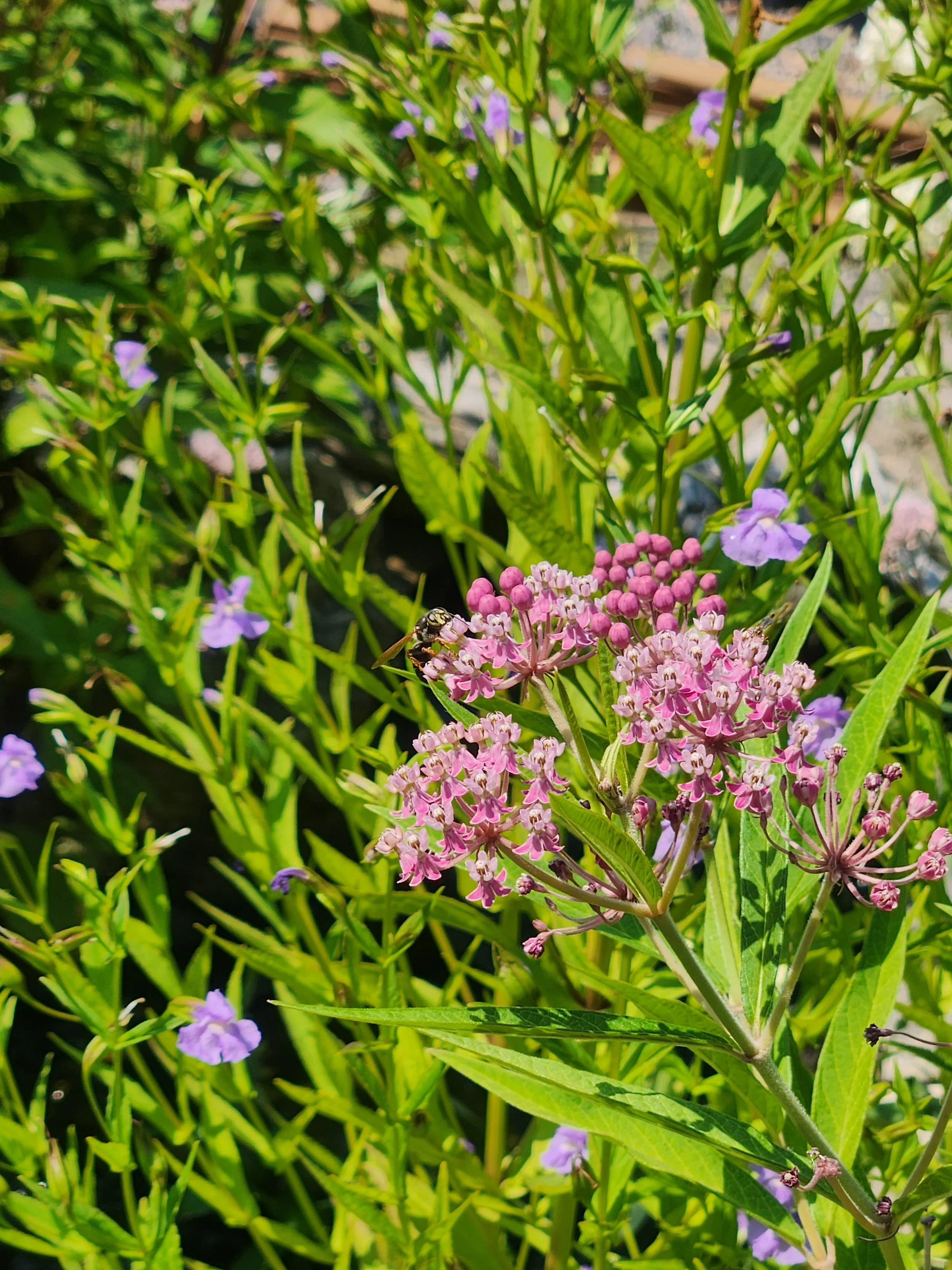 Rose Milkweed (Monkey Flower in back)