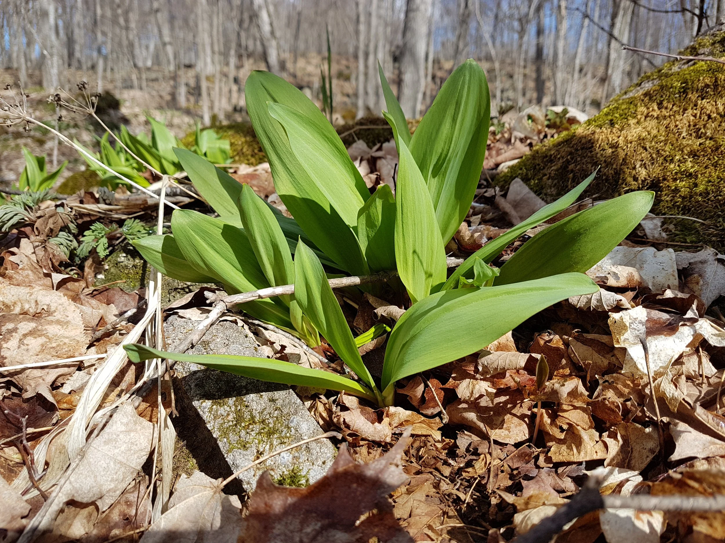 Wild Ramps