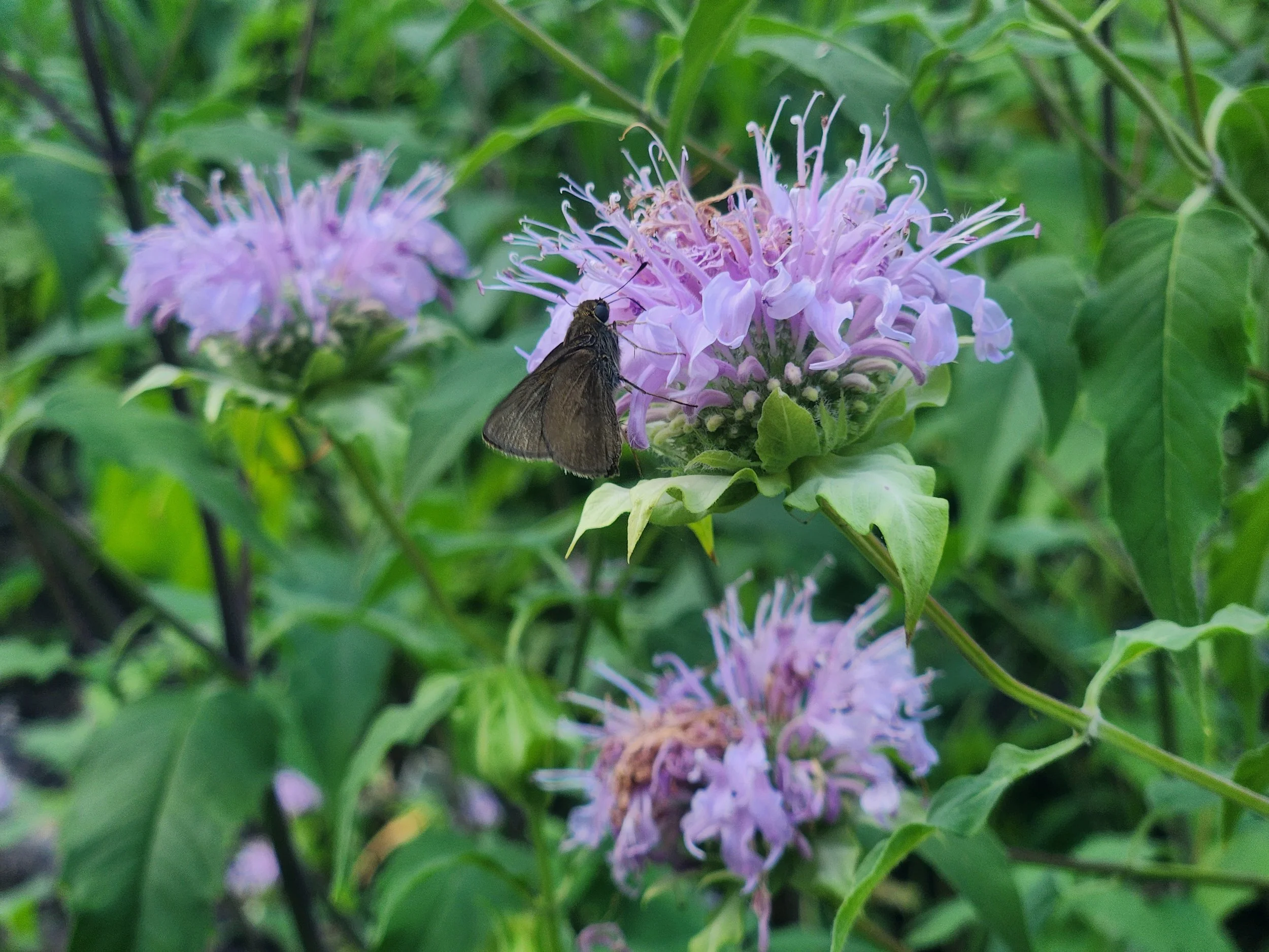 Wild Bergamot