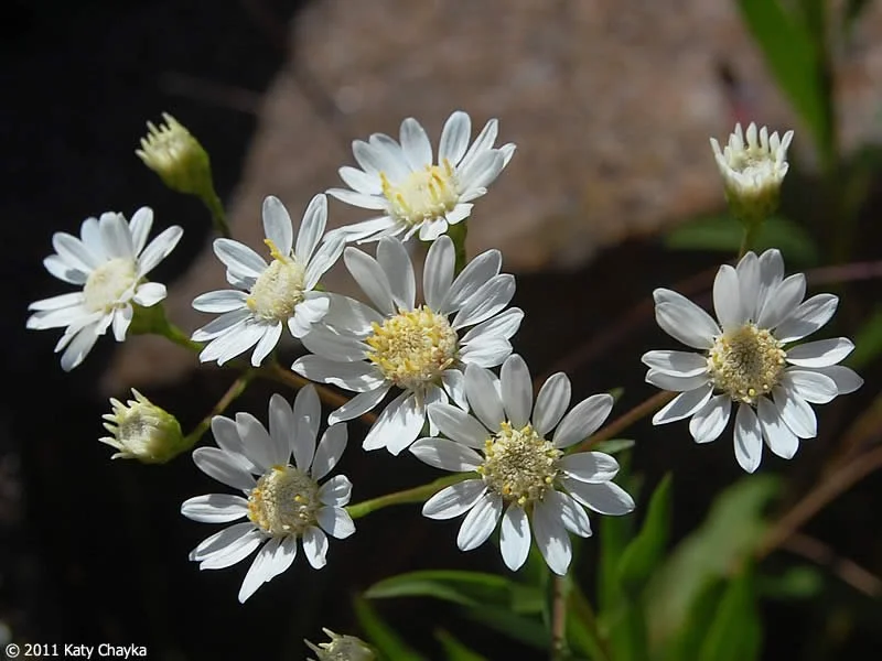 Upland White Goldenrod