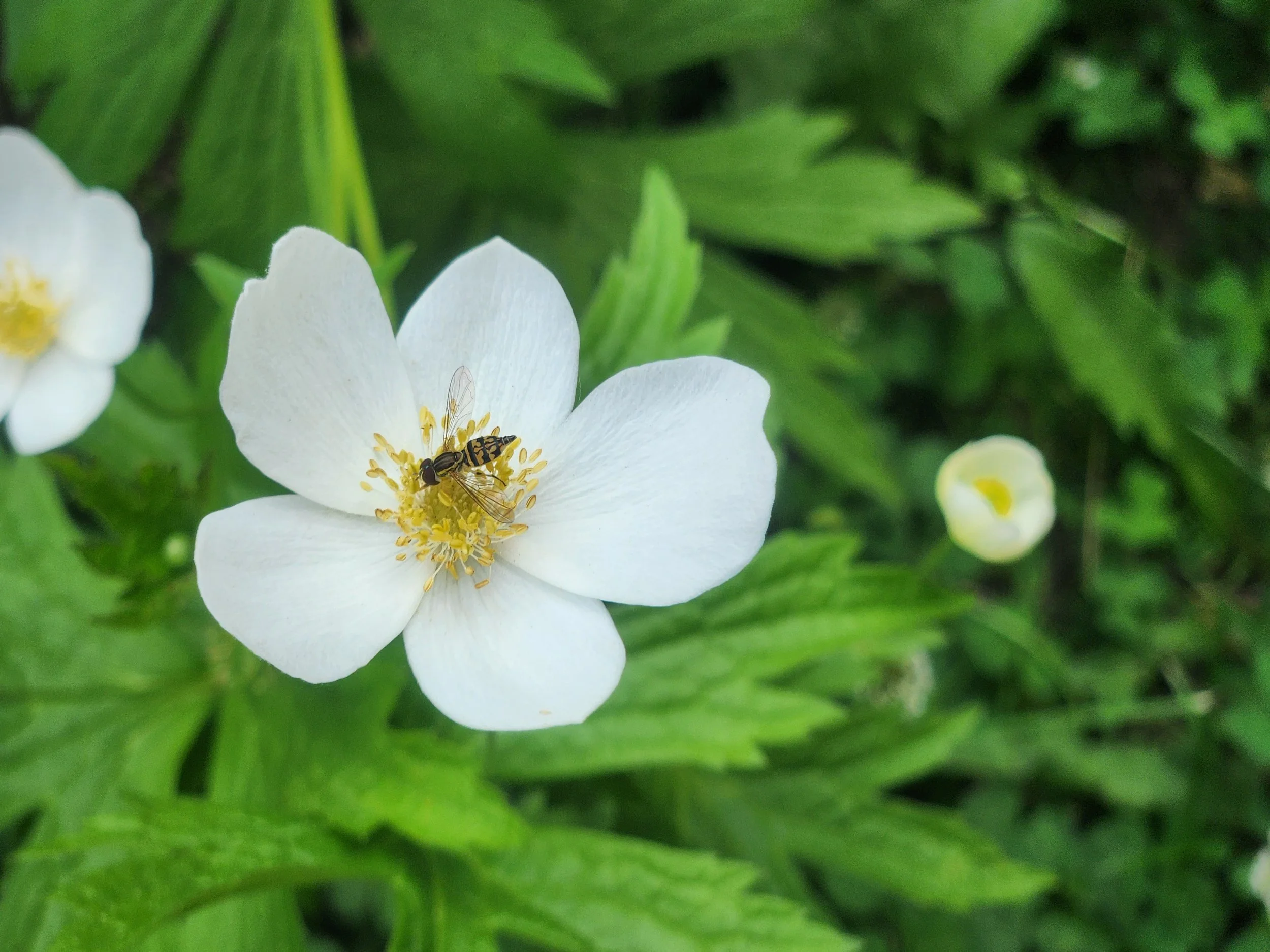 Canada Anemone