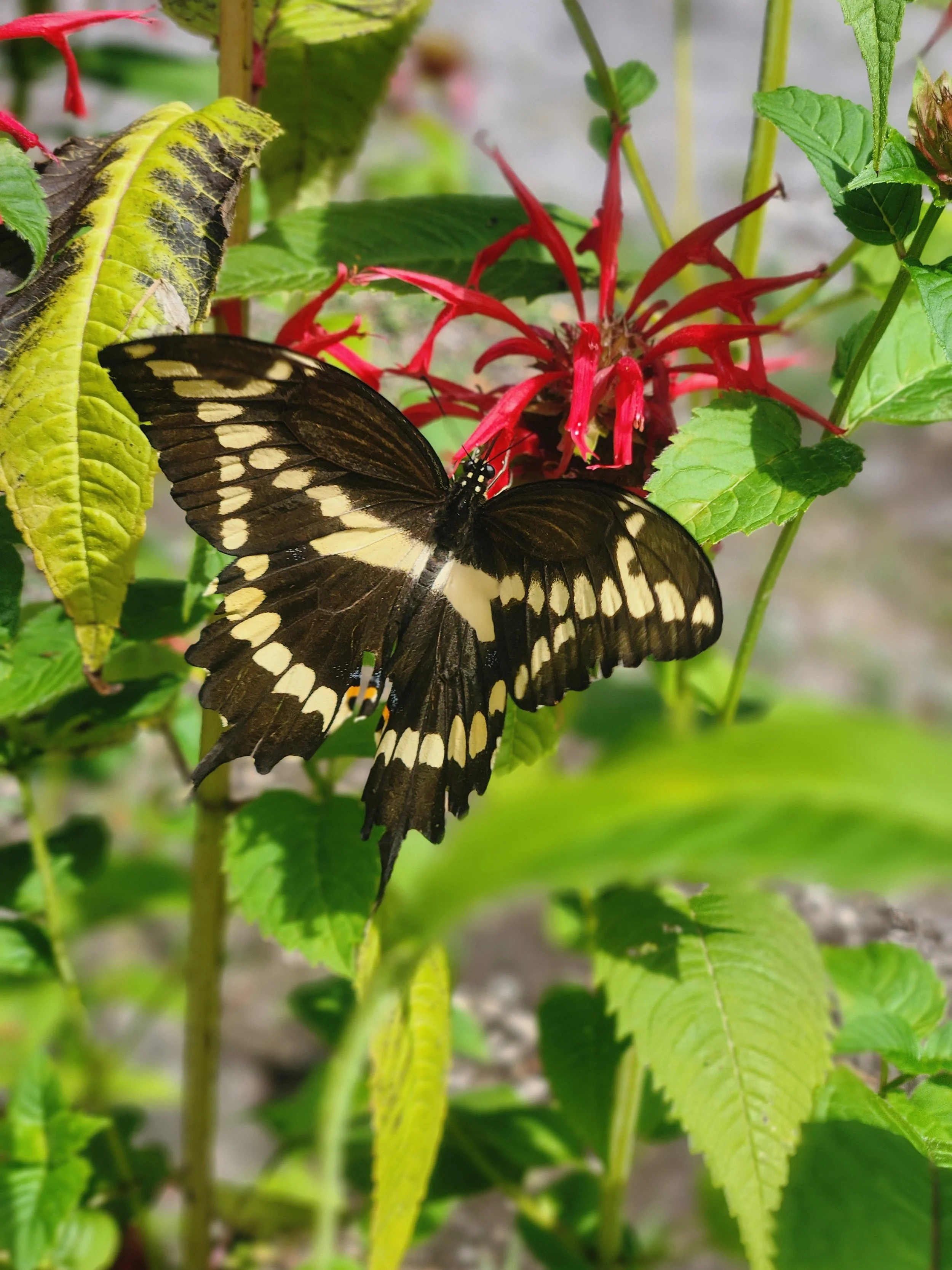 20250813_120742 - Copy.jpg