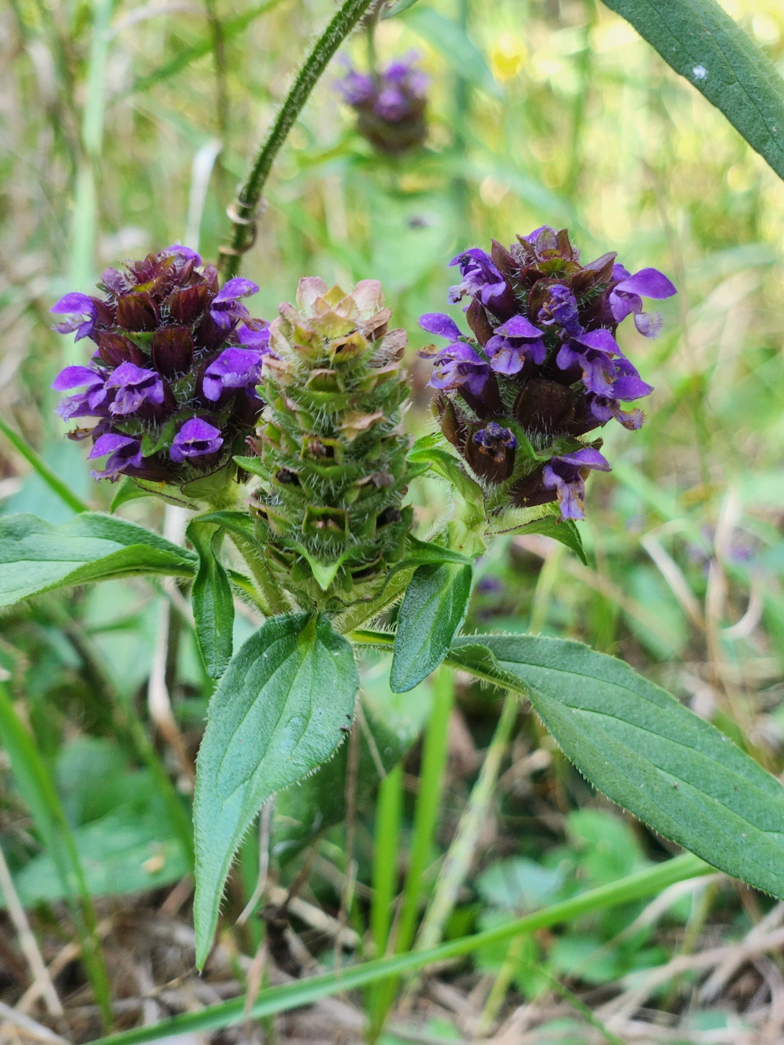 Self Heal