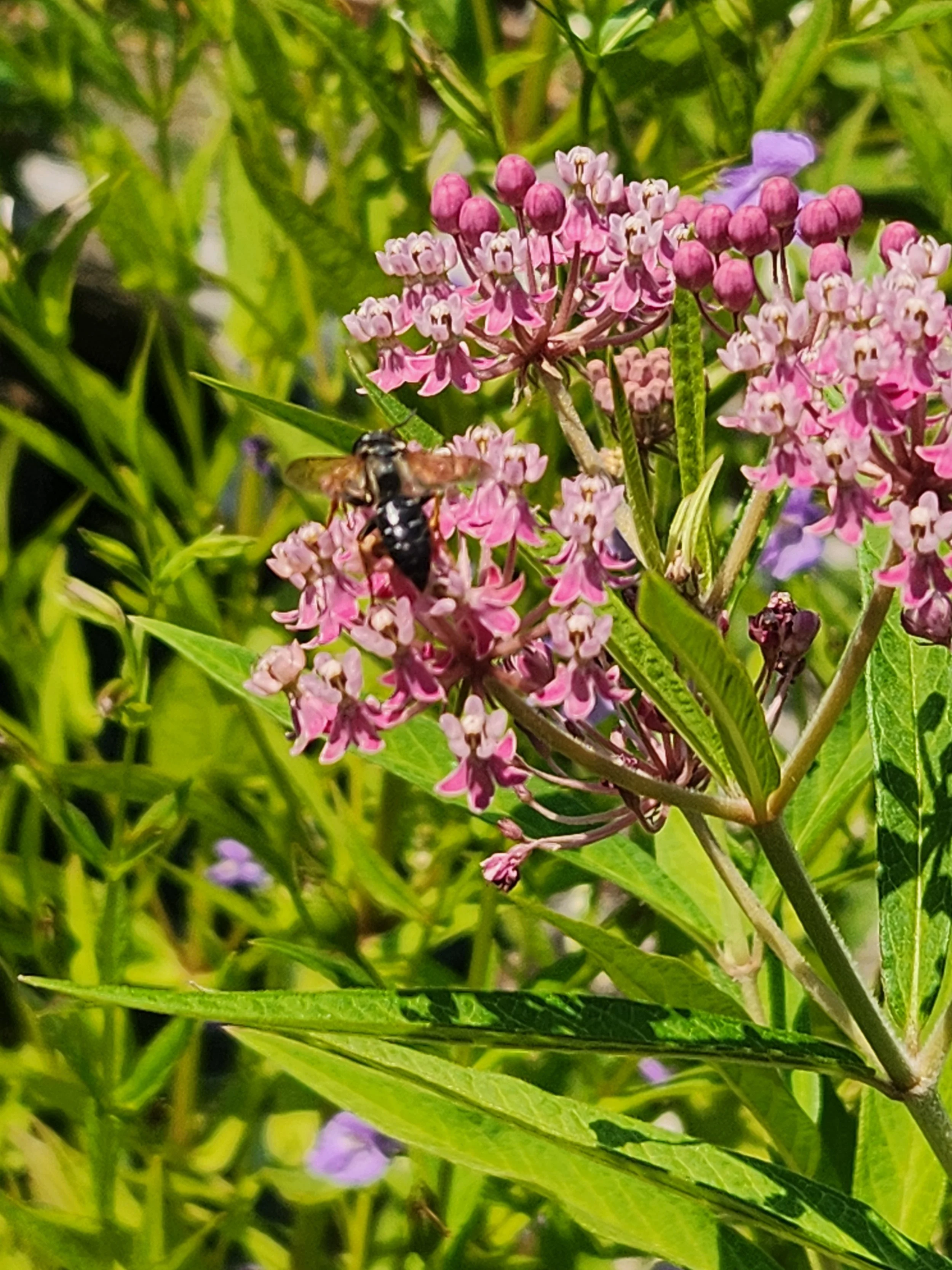 Rose Milkweed