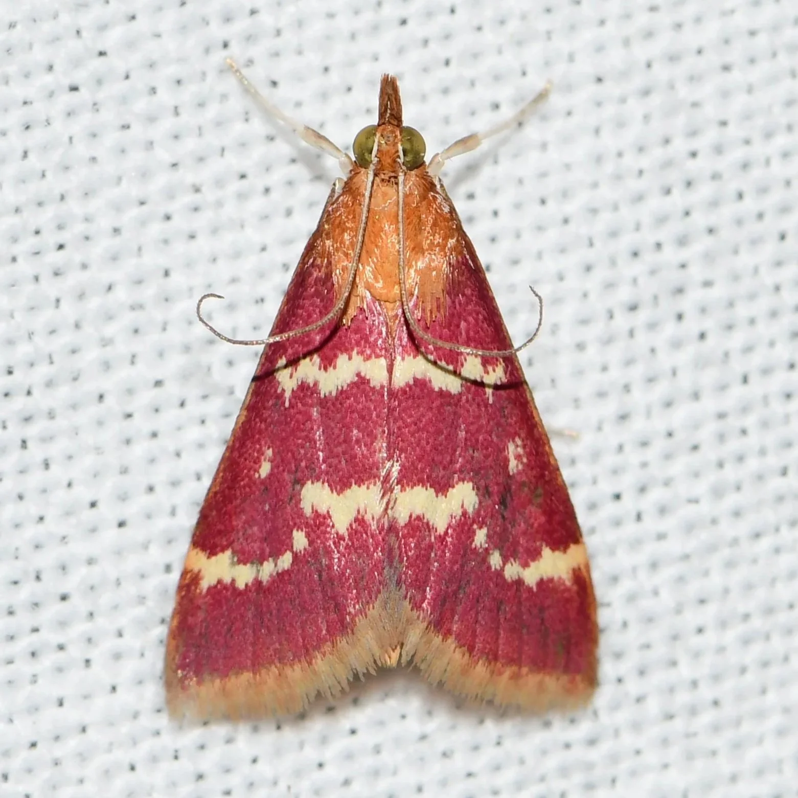 Raspberry Pyrausta Moth - iNaturalist