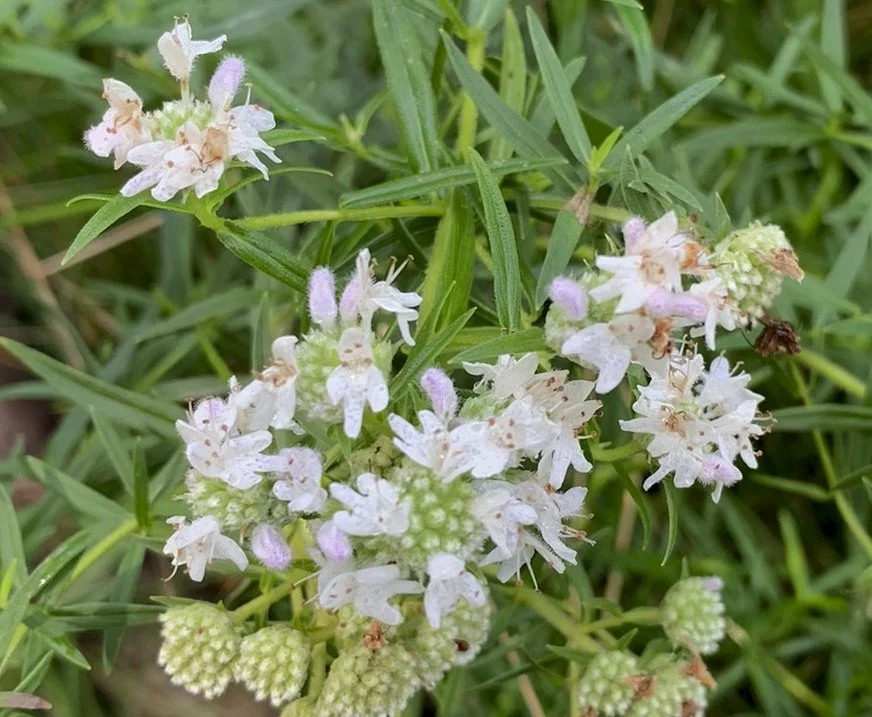 Virginia Mountain Mint