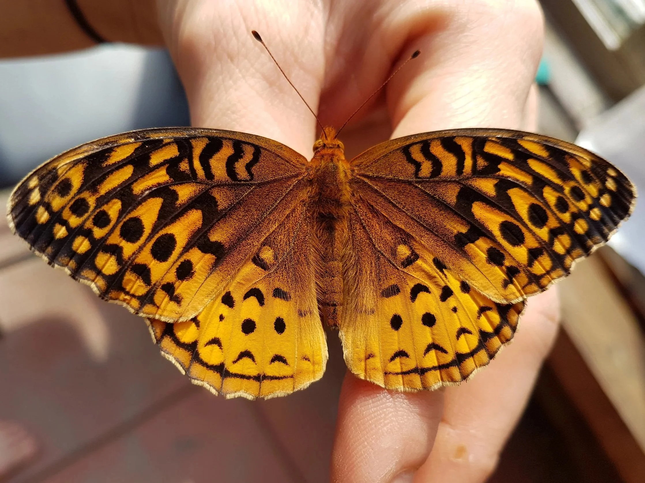 Great Spangled Fritillary