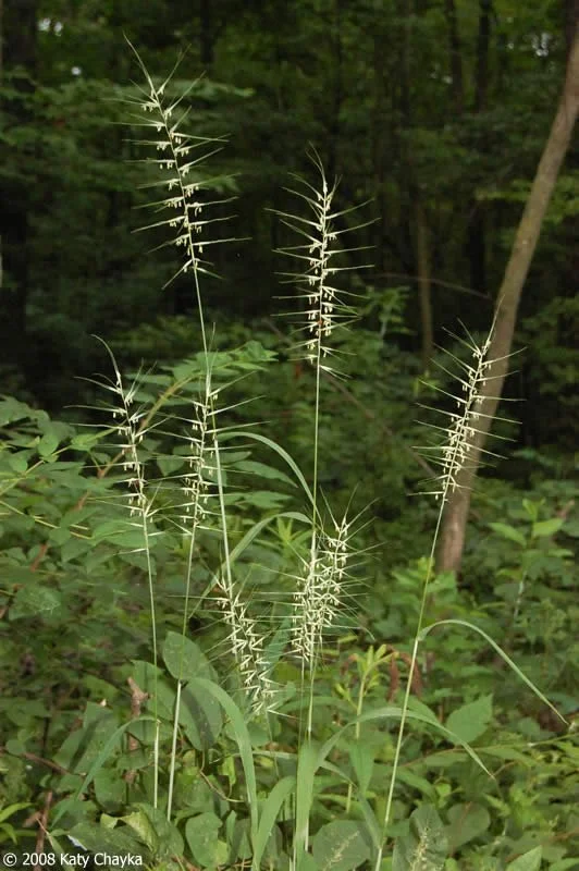 Bottlebrush Grass
