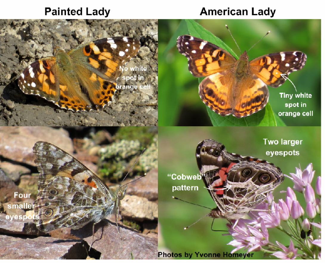 Amercan Lady vs. Painted Lady Butterflies - Yvonne Homeyer