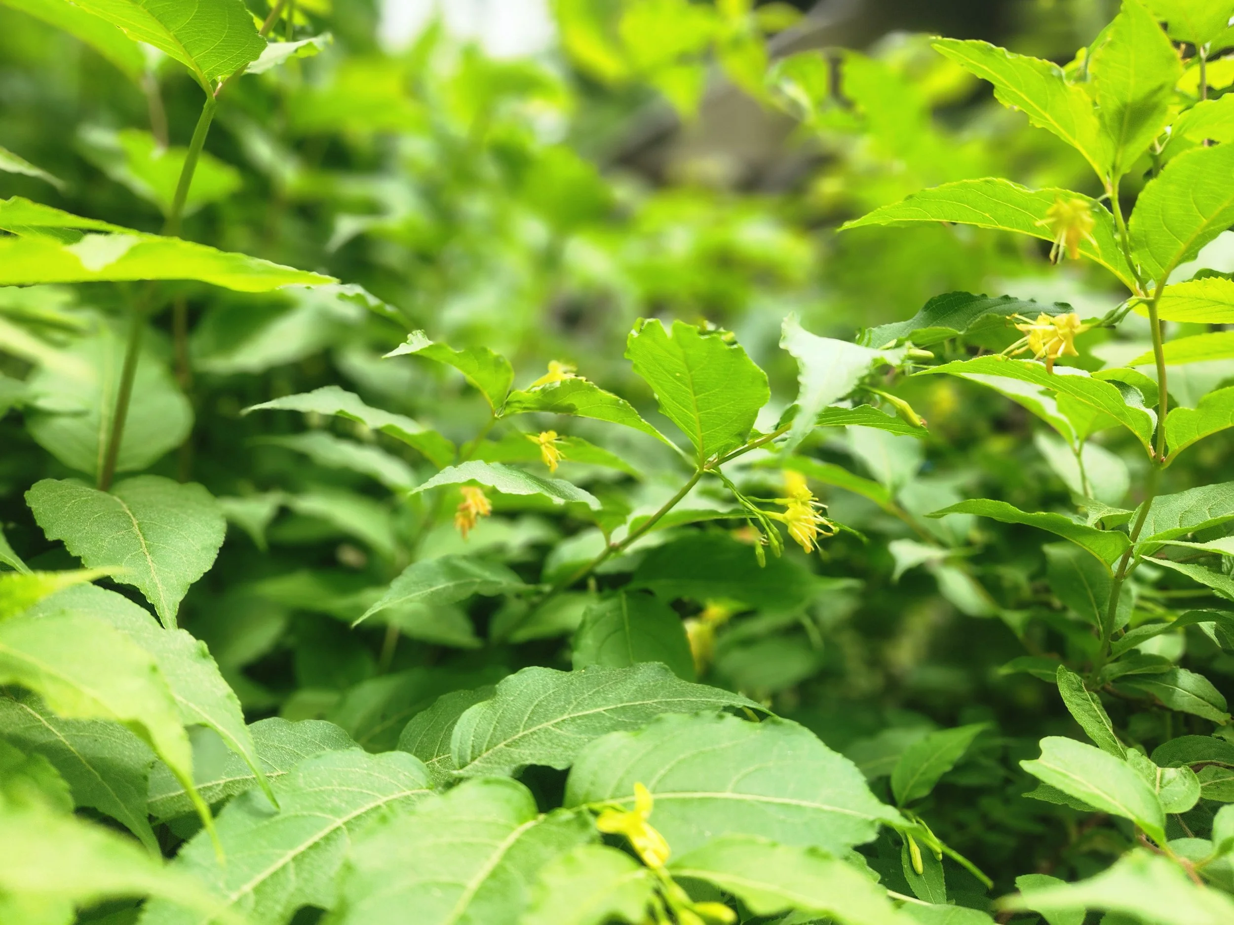 Northern Bush Honeysuckle